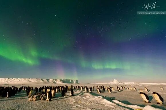 Полярная ночь днем фото Emperor Penguins on the Antarctic Sea Ice Under the Aurora Australis. Credit and