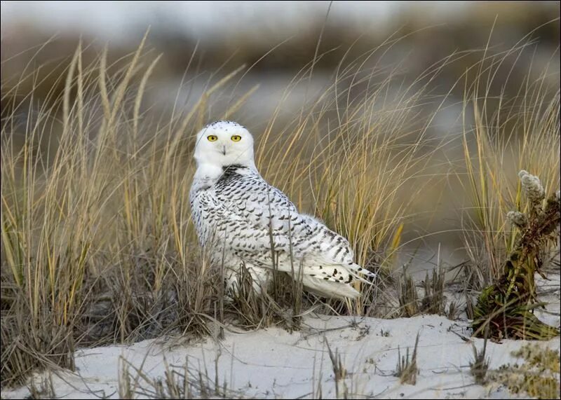 Полярная сова фото птицы Snowy owls seen more frequently in Ohio Snowy owl, Owl, Snowy