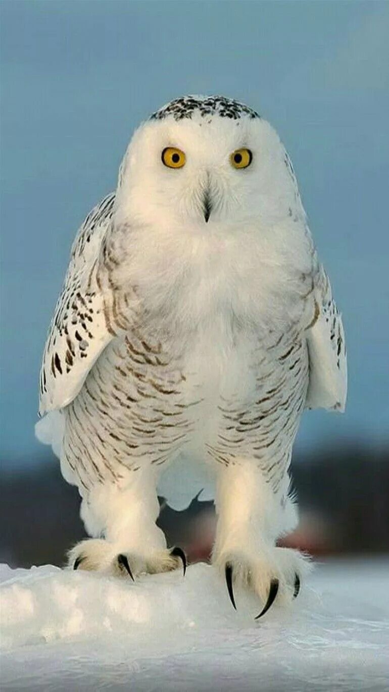 Полярная сова фото птицы Birds of Prey - Raptor - Snowy Owl Pet birds, Snowy owl, Owl pictures