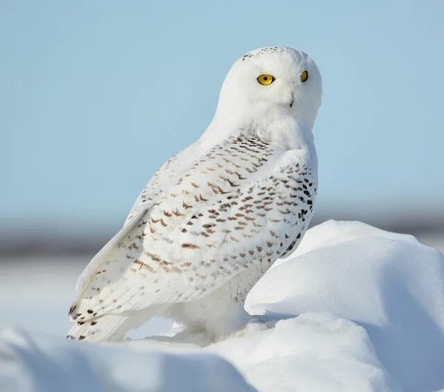 Полярная сова фото птицы A snowy owl that I photographed near Vermillion Minnesota Snowy owl, Owl, Animal