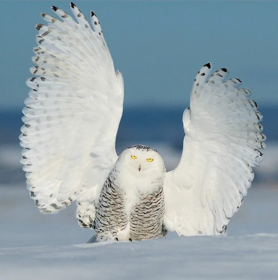 Полярная сова фото птицы 4) Птички Snowy owl, Pet birds, Owl photos