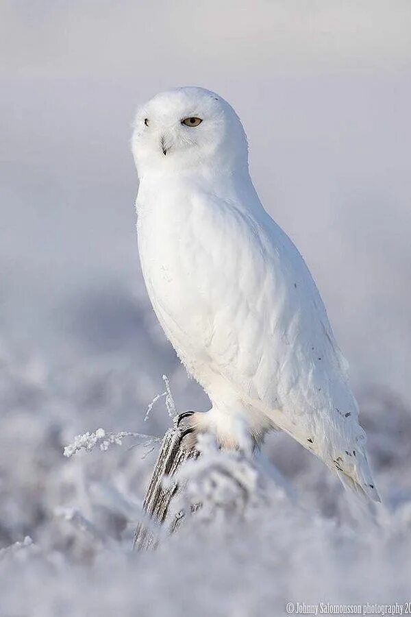 Полярная сова фото птицы #snowowl #owl #bird #arctic #nature #winter Beautiful birds, Animals beautiful, 