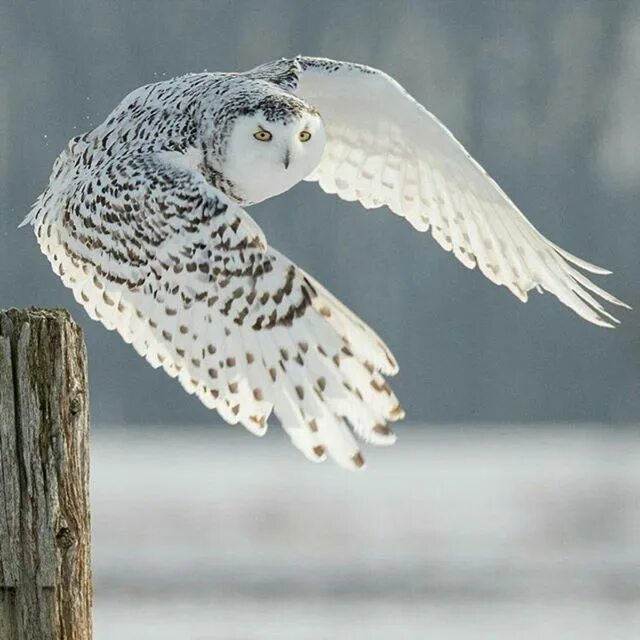 Полярная сова фото птицы Thanks for photo: @imagesofcanada Snowy Owl in flight. Image by @kevinpepperphot