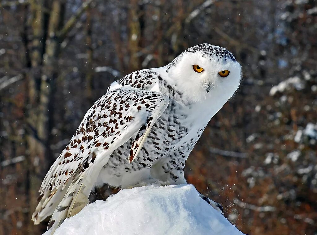 Полярная сова фото птицы Snowy Owl Snowy owls breed in the Arctic tundra. There has. Flickr