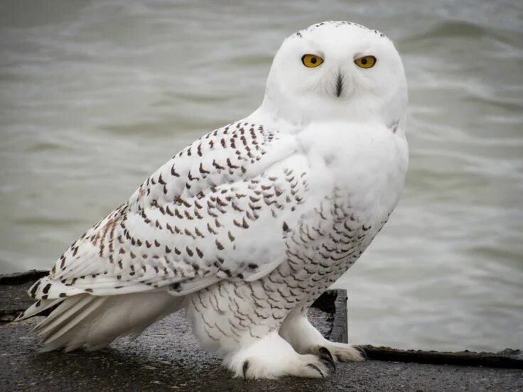 Полярная сова фото птицы Big winter for Snowy Owls unlikely, expert says - BirdWatching Snowy owl, Owl, B