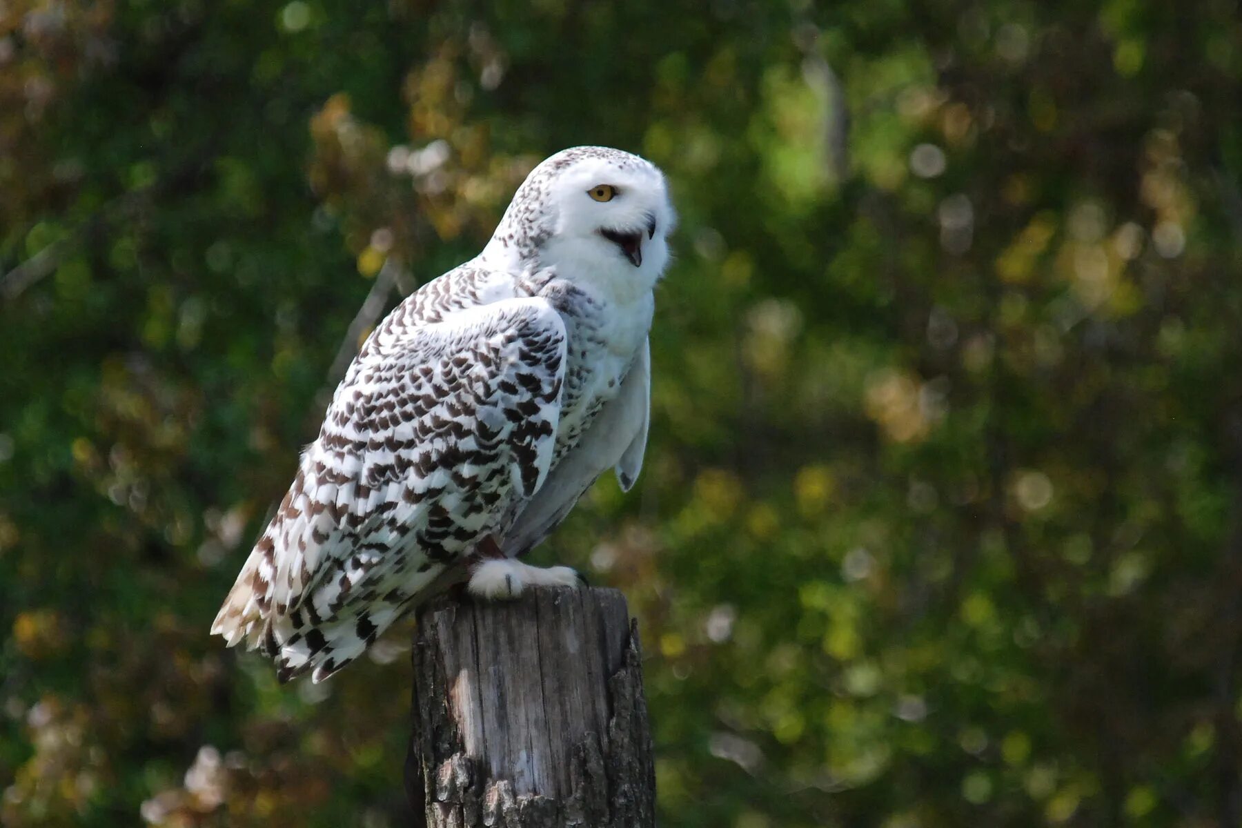 Полярная сова фото птицы Night-birds of prey