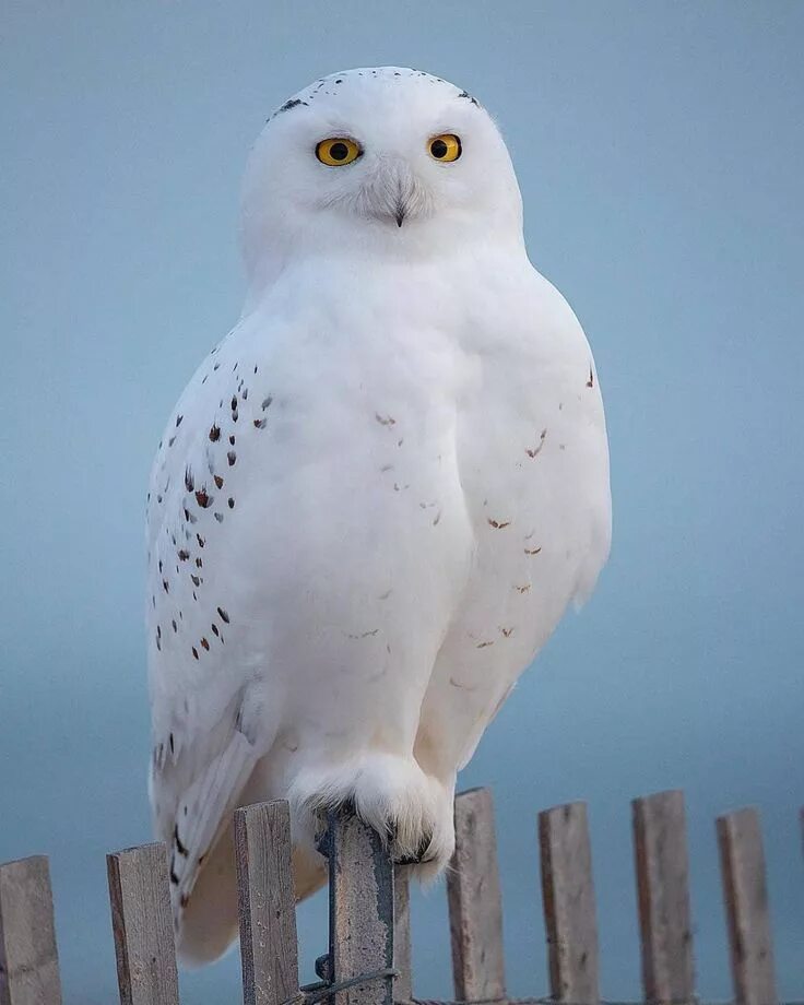 Полярная сова фото птицы Pin on My Sweet Owls Owl photography, Snowy owl, Owl