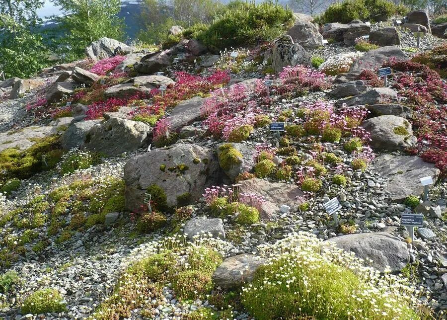 Полярно альпийский ботанический сад фото Лучшие сады Европы, которыми хочется восхищаться - статьи о растениях