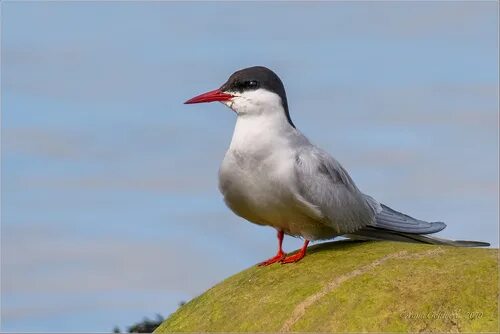 Полярные птицы фото Kaskatamagan Wildlife Management Area Check List - iNaturalist Australia