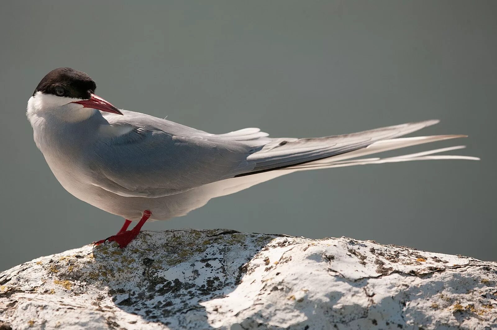 Полярные птицы фото Rhodo Arctic Tern