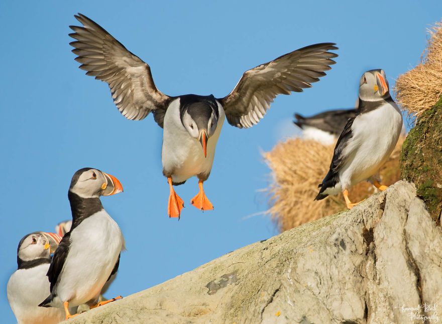 Полярные птицы фото Birds Of The Arctic: Exotic Birds And Seabirds I Captured On My Trip To The Arct