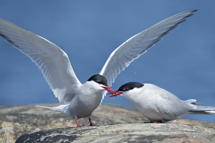 File:Arctic Tern (Sterna paradisaea), Farne Islands.jpg - Wikipedia