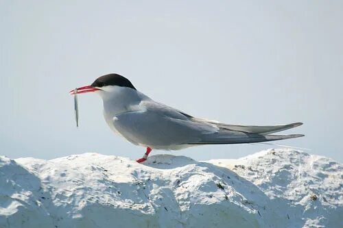 Полярные птицы фото Arctic tern, Rødnebbterne, Sterna paradisaea