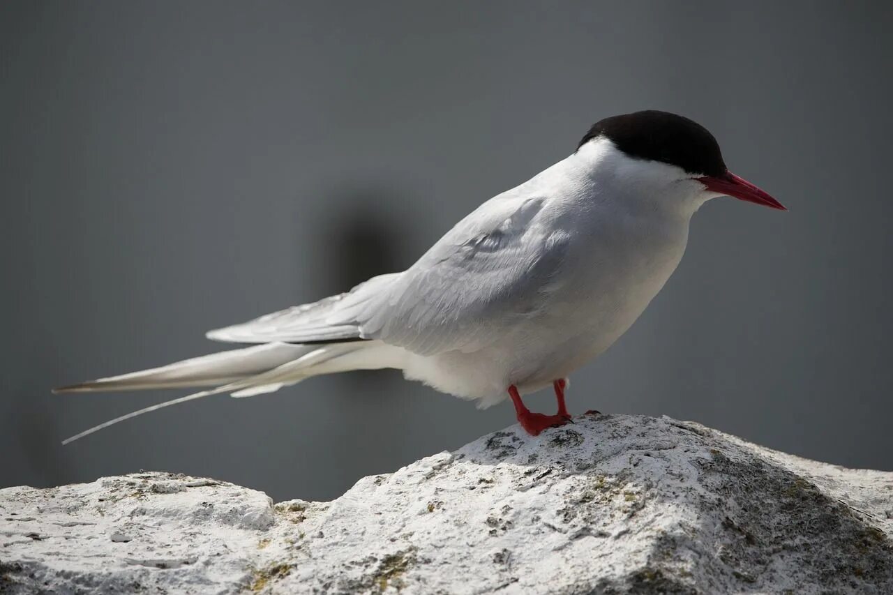 Полярные птицы фото Free Image on Pixabay - Arctic Tern, Farne, Seabird, Tern Arctic tern, Sea birds