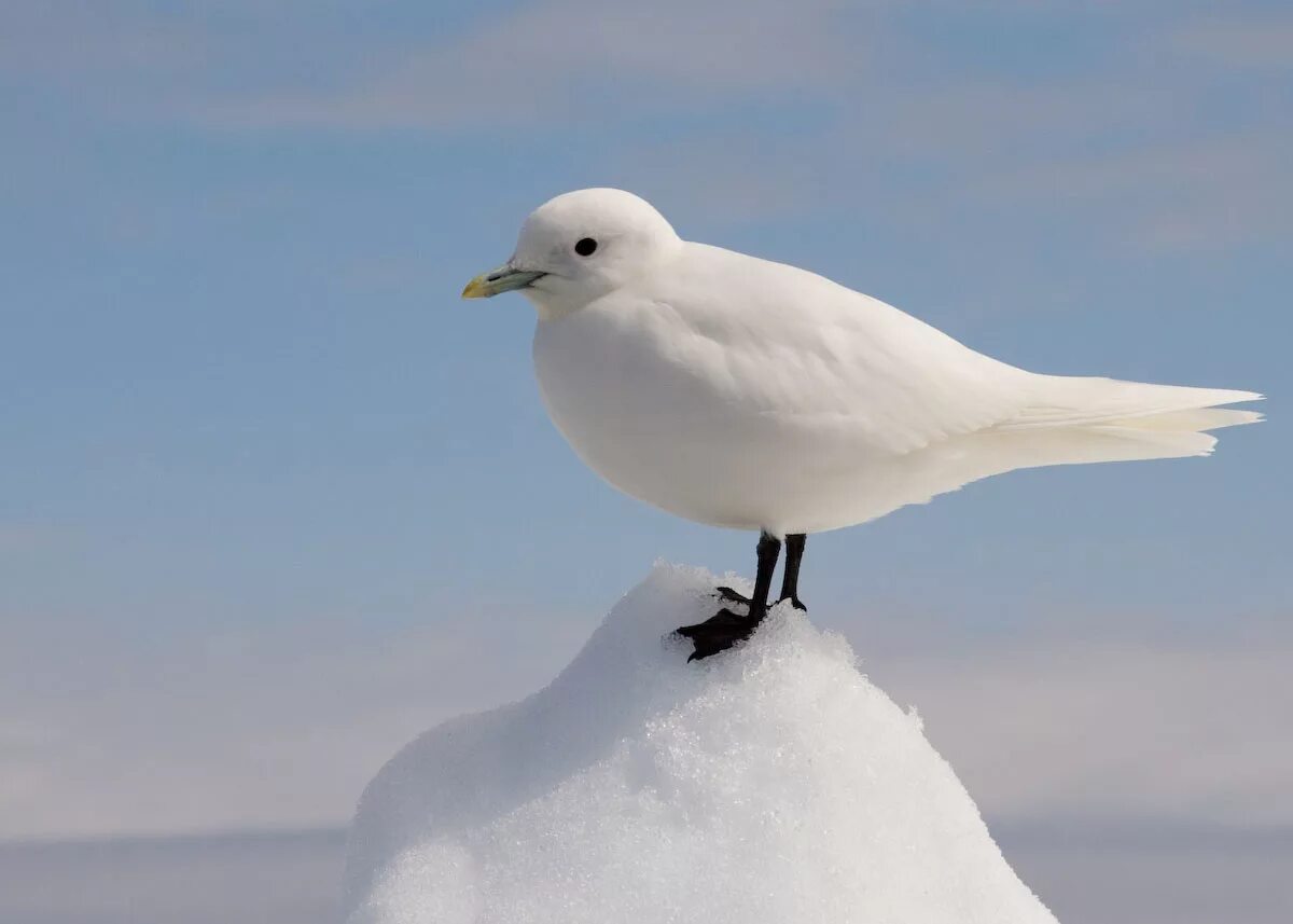 Полярные птицы фото Файл:Ivory Gull Portrait.jpg - Википедия