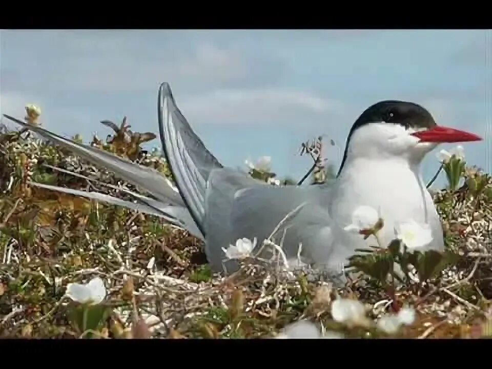 Полярные птицы фото Seabird's Cry by John Gracie Sea birds, Arctic tern, Arctic animals