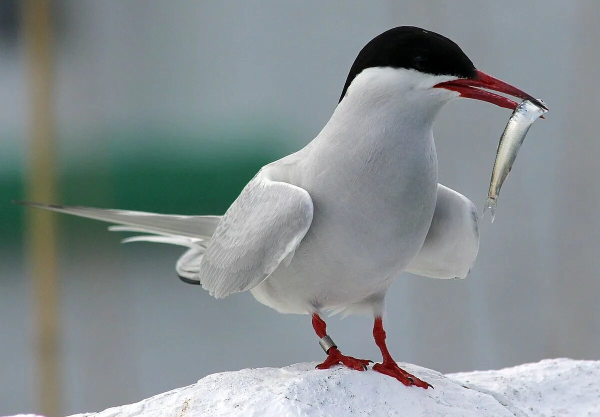 Полярные птицы фото File:Arctic Tern (Sterna paradisaea), Farne Islands.jpg - Wikipedia