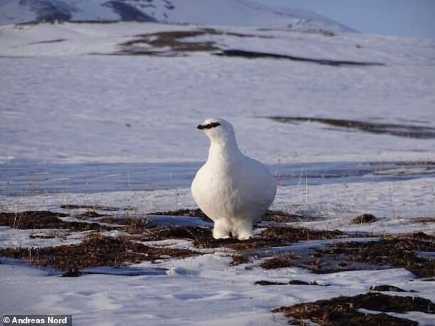 Полярные птицы фото Arctic birds weaken their own immune systems to save energy