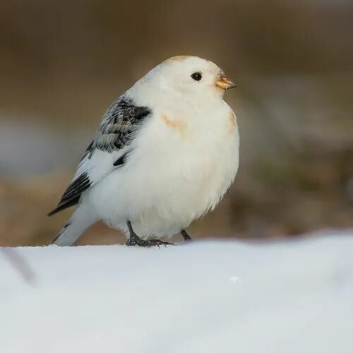 Полярные птицы фото Пуночка. Photographer Suslov Dmitriy