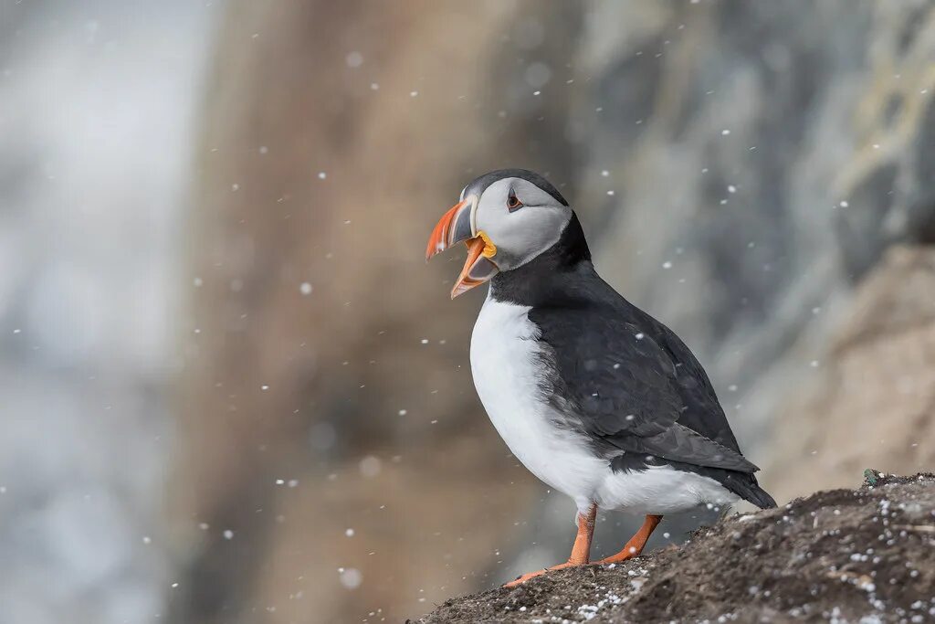 Полярные птицы фото Papageitaucher (Fratercula arctica) Puffin Matthias Kahrs Flickr