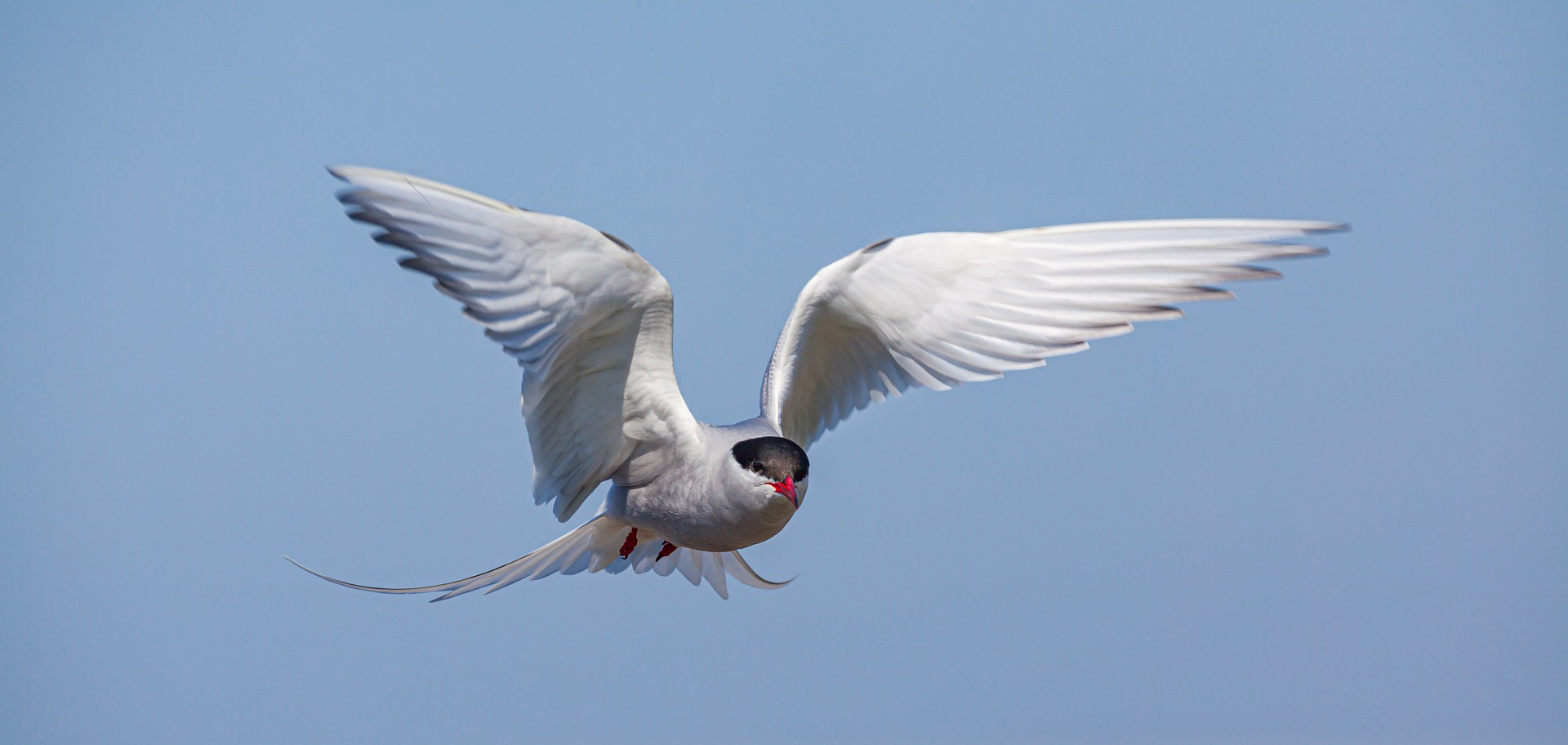 Полярные птицы фото World Tour of the Arctic Tern