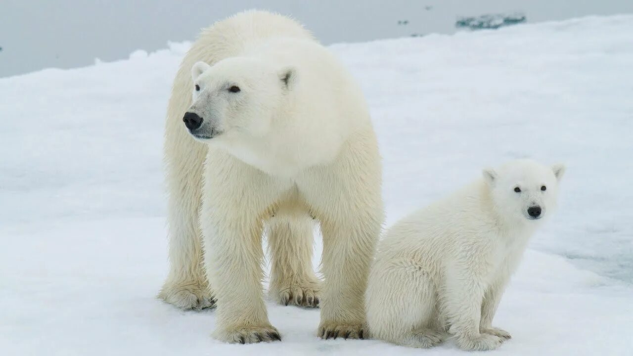 Полярный медведь фото Why Give to Polar Bears? - YouTube