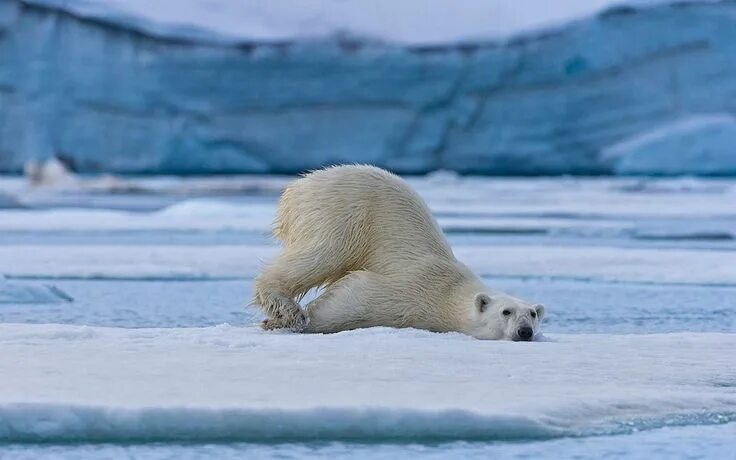 Полярный медведь фото Abandoned. A narrative for all of my former healthcare providers. Polar bear, Po