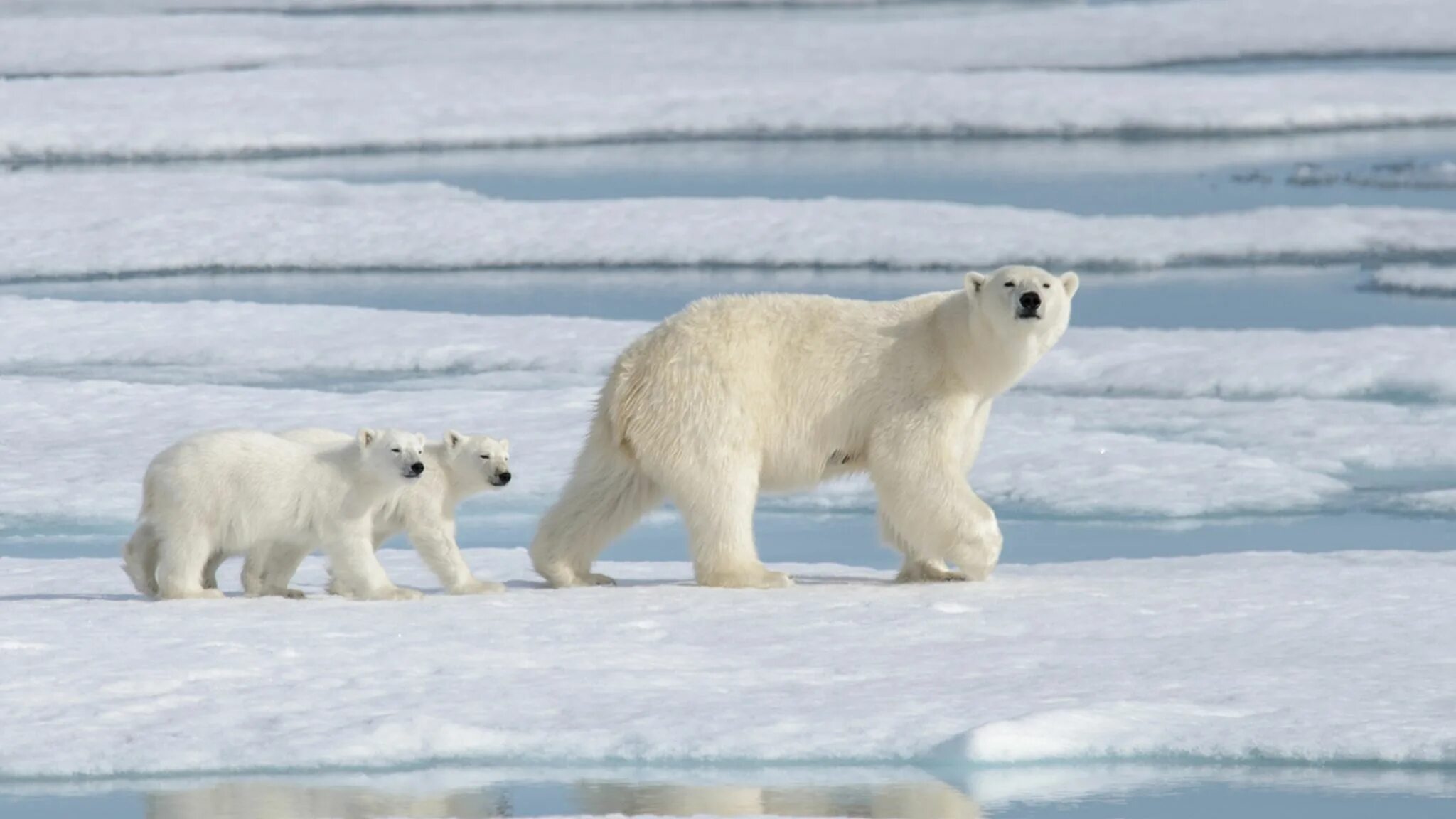 Полярный медведь фото и описание Most polar bears could disappear from Arctic by 2100 due to global warming, stud