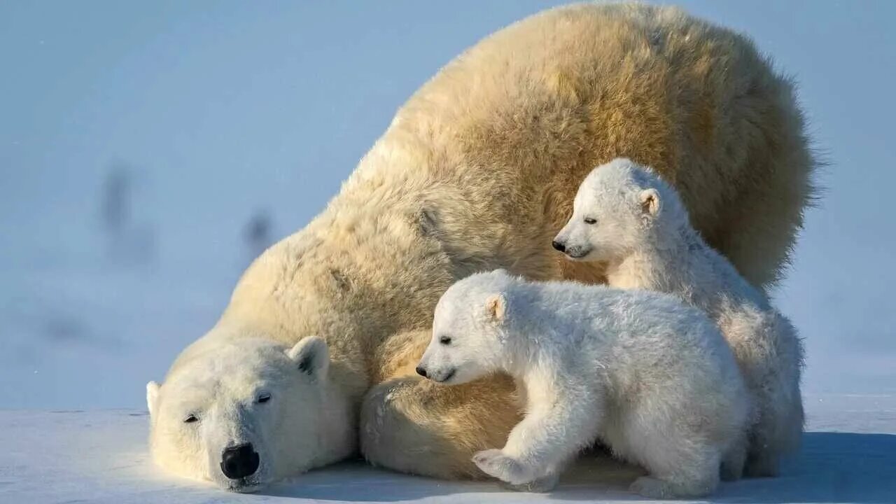 Полярный медведь фото и описание Polar bear - купить по низкой цене на Яндекс Маркете