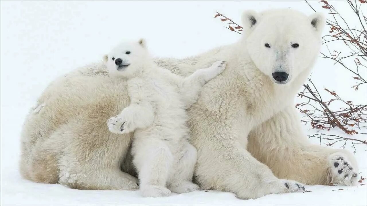 Полярный медведь фото и описание Charente bears telanjang - купить по низкой цене на Яндекс Маркете