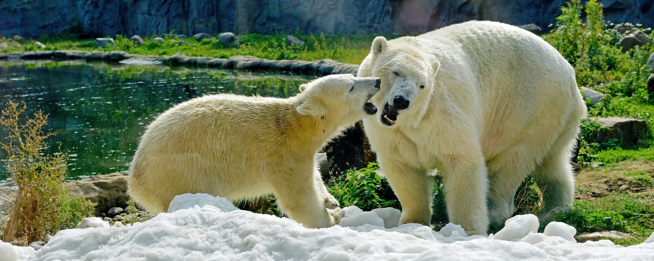 Полярный медведь фото и описание Скачать обои зелень, снег, природа, пруд, скалы, малыш, медведи, мишка, раздел ж