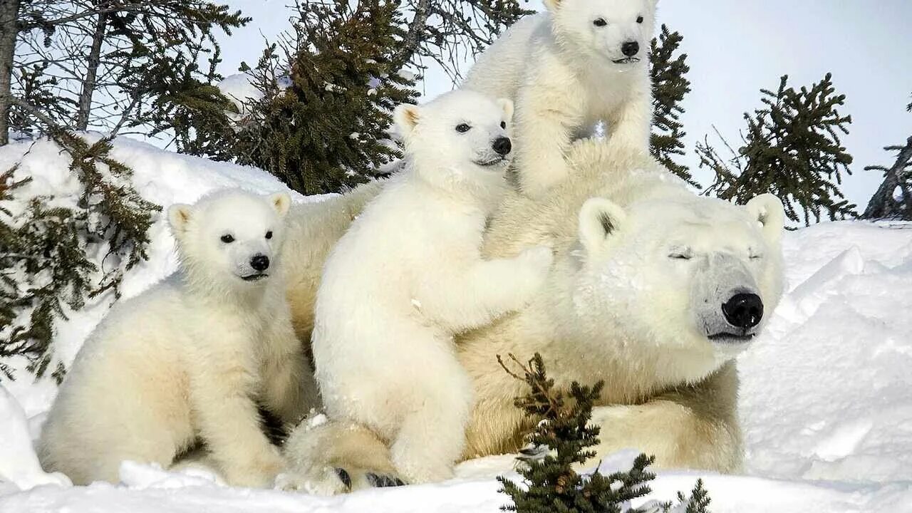 Полярный медведь фото и описание Лоскутное панно с медведем - купить по низкой цене на Яндекс Маркете