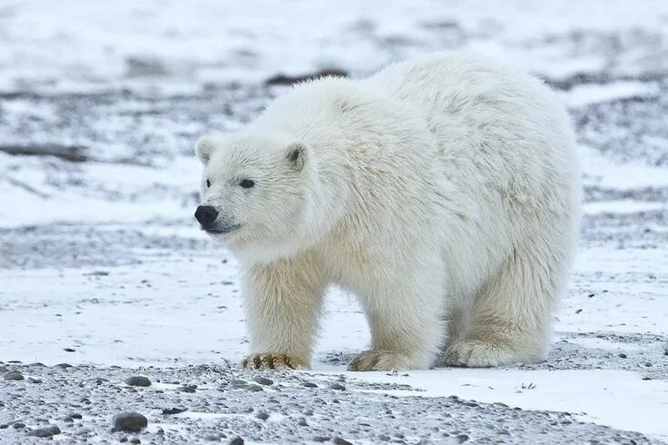 Полярный медведь фото и описание 20 Adorable Photos to Celebrate International Polar Bear Day Polar bear cub, Pic