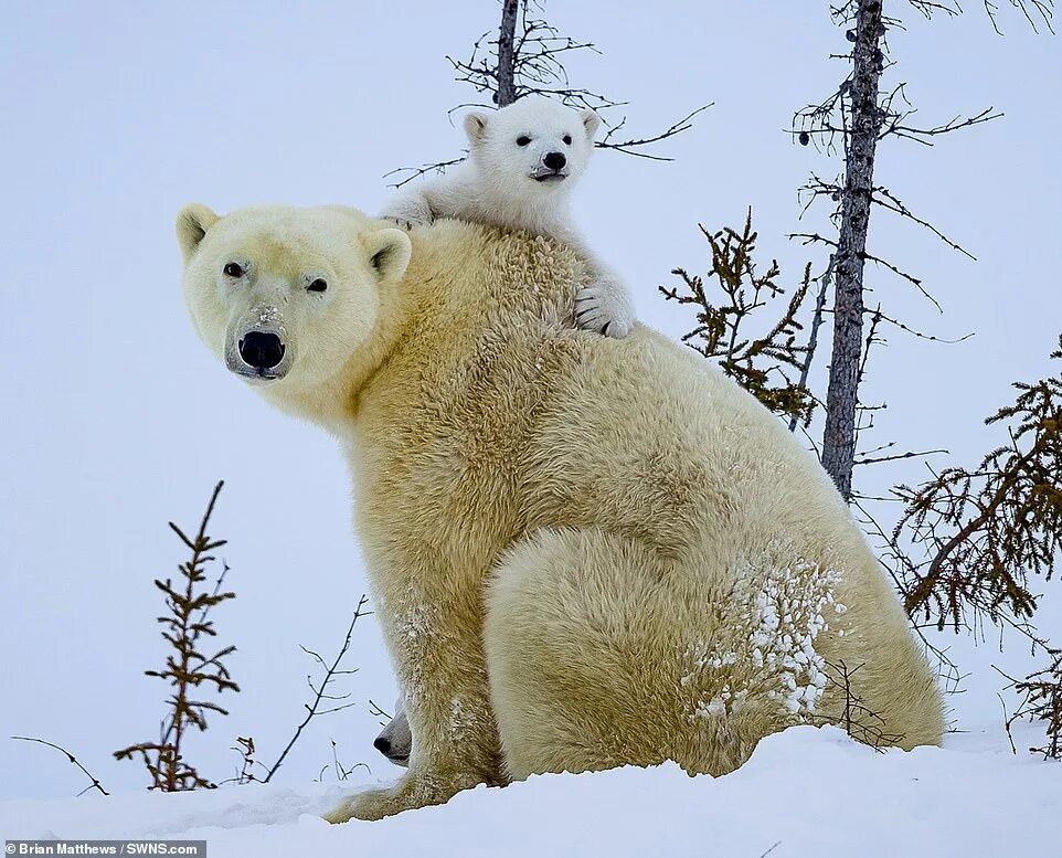 Полярный медведь фото и описание Hi bear! Polar bear cub waves at the camera as he larks about in the snow with h