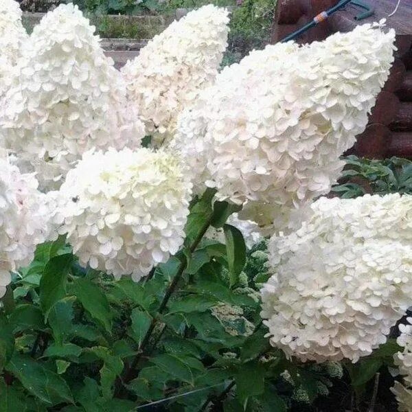 Купить Гортензия метельчатая 'Полярный медведь' / Hydrangea paniculata 'Polar Be