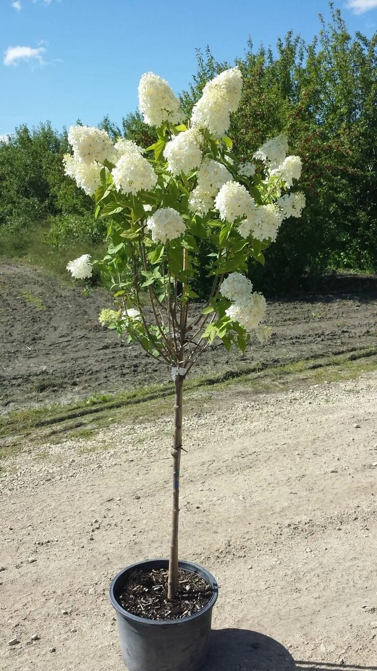 Полярный медведь на штамбе фото hydrangea on a standard Dwarf trees for landscaping, Trees for front yard, Hydra