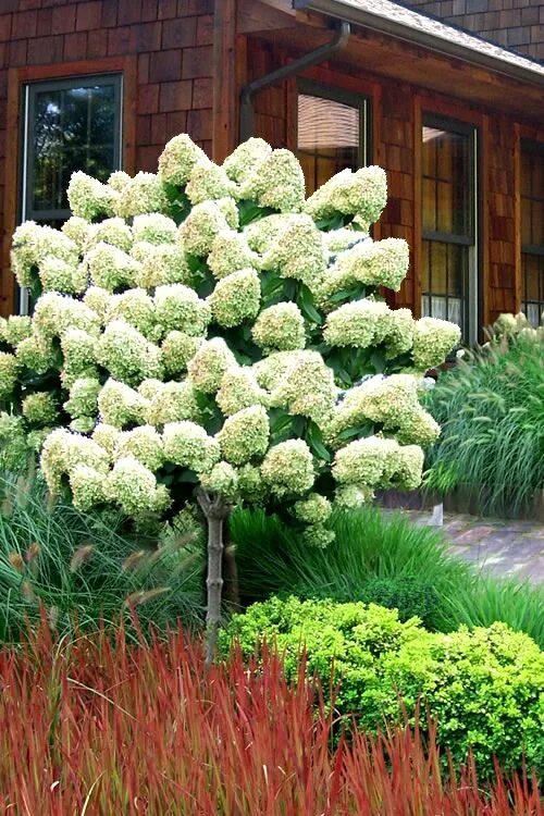 Полярный медведь на штамбе фото Buy Limelight PeeGee Hydrangea - FREE SHIPPING - 5 Gallon Topiary Tree For Sale 