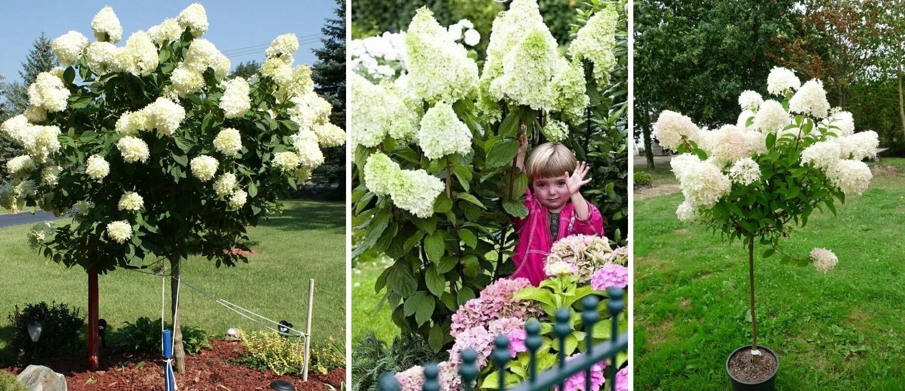 Полярный медведь на штамбе фото Гортензия древовидная на штамбе (56 фото)