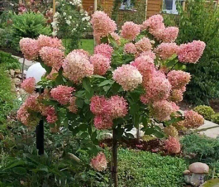 Полярный медведь на штамбе фото Hydrangea pan. Phantom штамб 90см Гортензия метельчатая, Гортензия, Зеленая горт