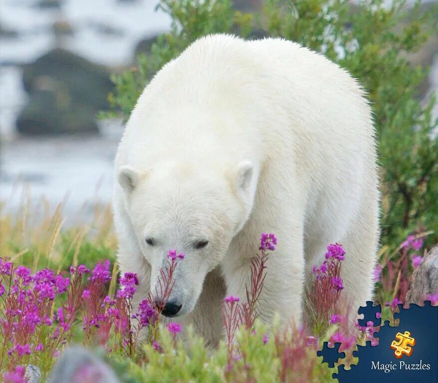 Полярный медведь цветок фото Magic Puzzle Polar bear, Bear, Animals