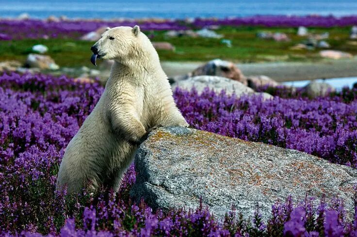 Полярный медведь цветок фото арктика летом - Поиск в Google Polar bear, Animal pictures, Polar