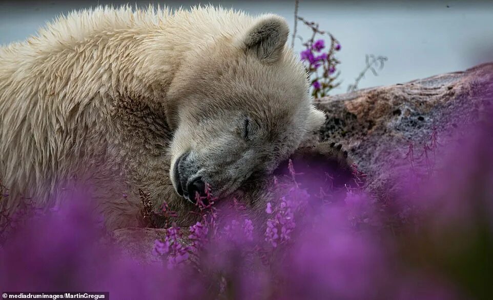 Полярный медведь цветок фото Polar bears and their cubs are captured at their most relaxed as they cuddle, ch