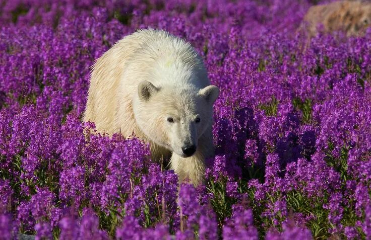 Полярный медведь цветок фото PixieWinks Polar bear, Big animals, Animals beautiful