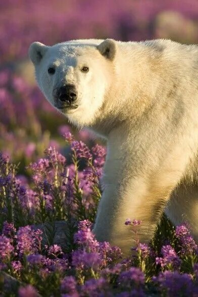 Полярный медведь цветок фото Pin on Natureza e Animais Polar bear, Animals beautiful, Majestic animals