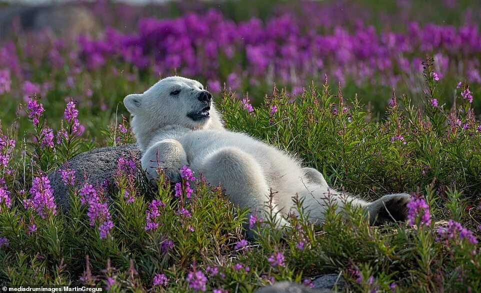 Полярный медведь цветок фото Polar bears and their cubs are captured at their most relaxed as they cuddle, ch