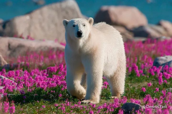 Полярный медведь цветок фото 12 Adorable Pics Of Polar Bears Playing In Flower Fields So Rare Reckon Talk Pol