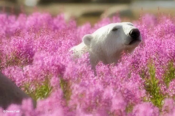 Полярный медведь цветок фото Canadian Photographer Captures Stunning Pics Of Polar Bears Frolicking in a Mead