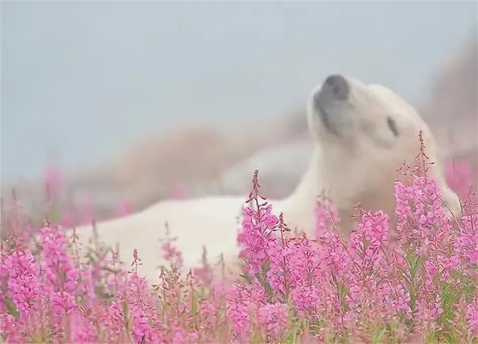 Полярный медведь цветок фото Pin by kirsten kleis on Nature Polar bear, Polar, Bear