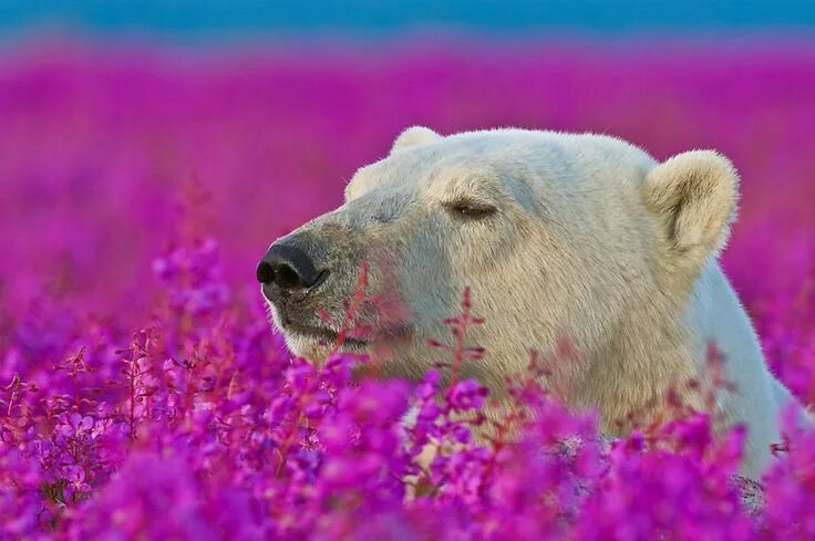 Полярный медведь цветок фото Photographer Documents Bears Playing In Flower Fields During Summer Vacation Urs