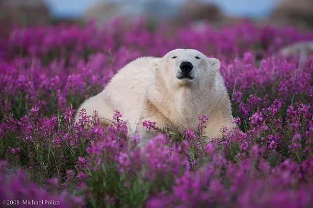 Полярный медведь цветок фото 0808_CA_G1B3381 Polar bear, Bear, Polar bear art